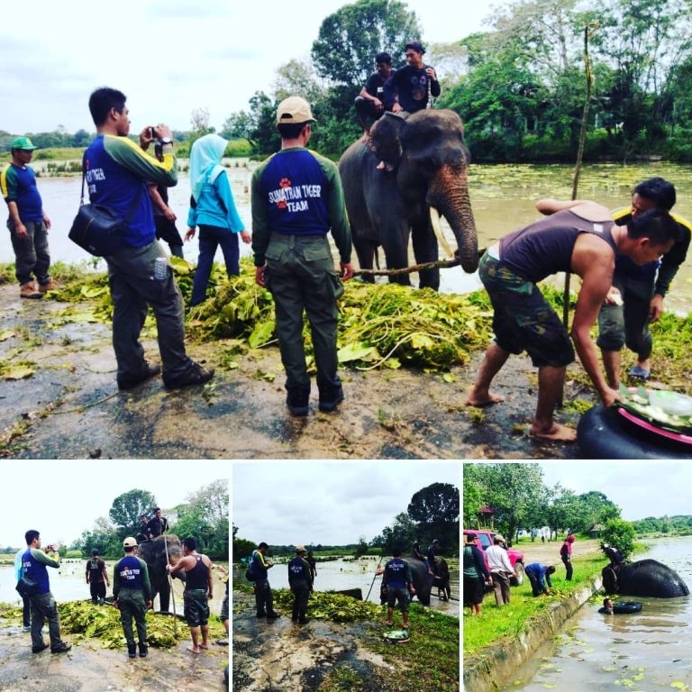 Aksi Bersih Leo Gajah Sumatera yang Menginspirasi di Hari Bhakti Rimbawan
