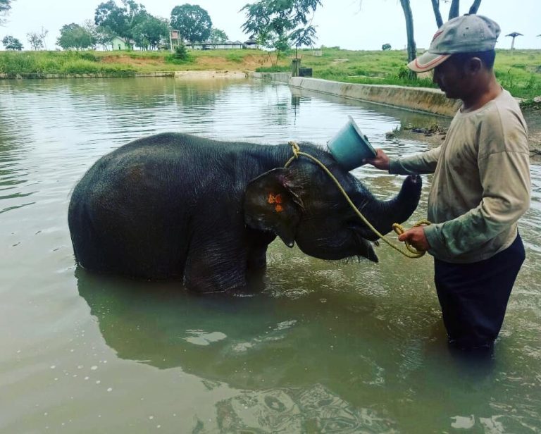 Menilik Kabar Terbaru Erin Gajah Sumatera yang Tangguh dari Way Kambas