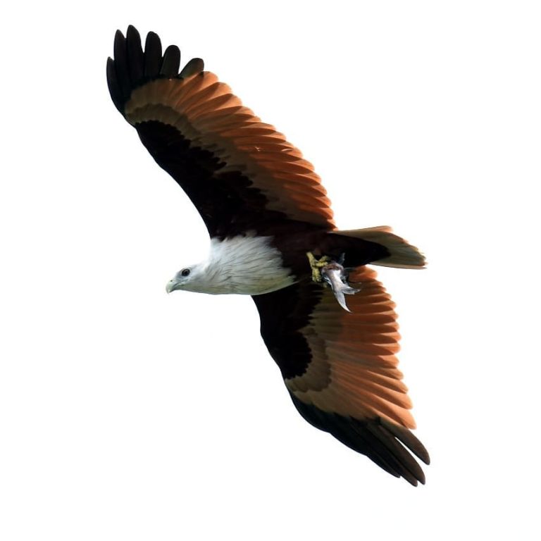 SaveClip.App_29088705_175685853227037_2262326284606504960_n