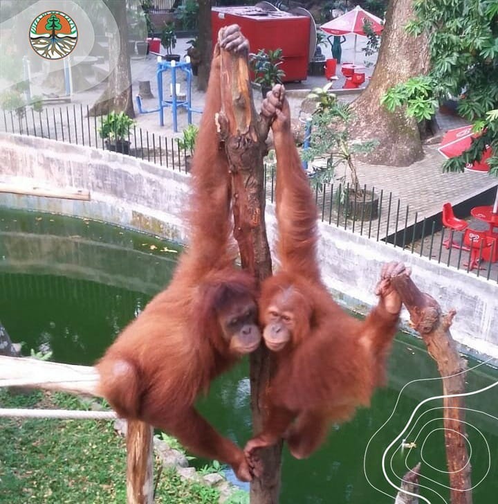 SaveClip.App_97322852_571429296837045_5267775081530199593_n