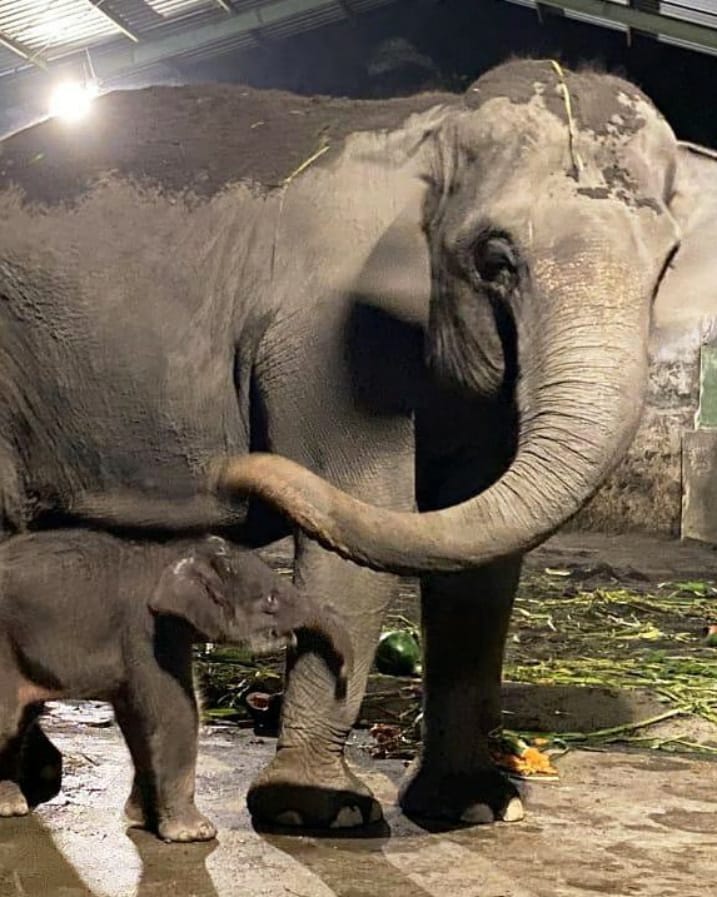 SaveClip.App_98410718_893186487843004_5257123252115795740_n