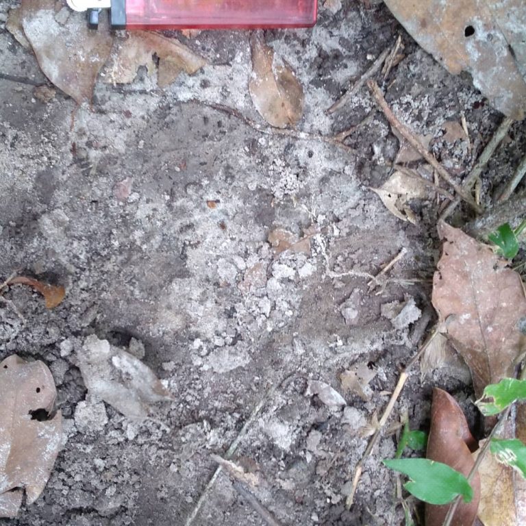 SaveClip.App_123041856_129788291906915_4223117549571522107_n