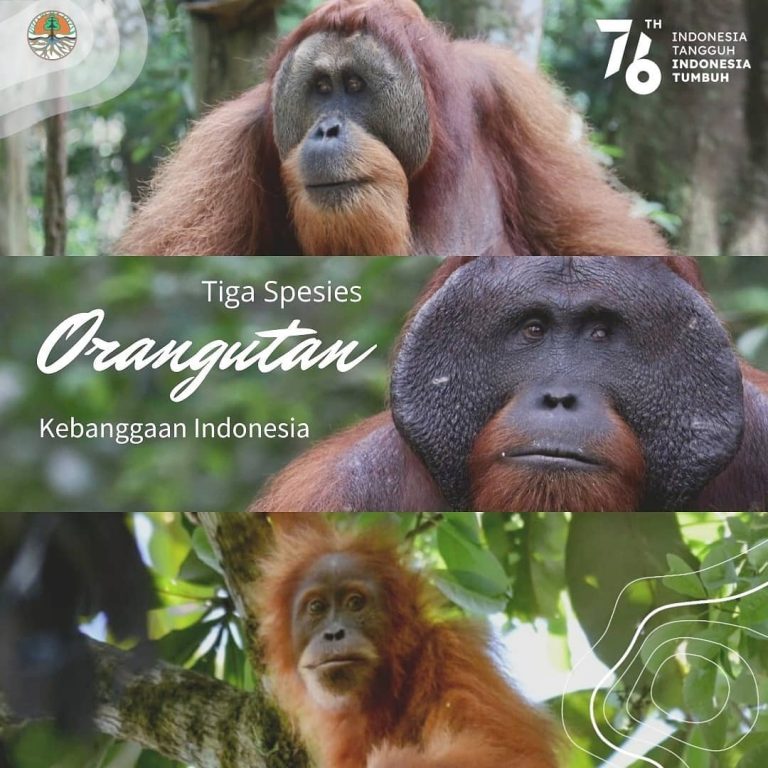 Mengenal Tiga Spesies Orangutan Kebanggaan Indonesia yang Harus Kita Jaga Bersama