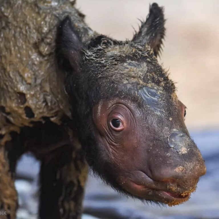 SaveClip.App_277321926_339390744891446_3350086572490215844_n