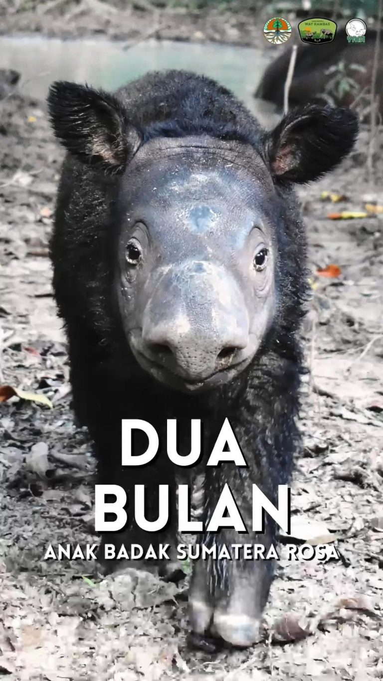Kabar Bahagia dari SRS TNWK Anak Badak Sumatera Rosa Genap Berusia 2 Bulan