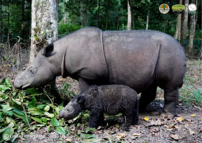 Kabar Bahagia dari Way Kambas Anak Badak Rosa Genap Berusia Dua Bulan