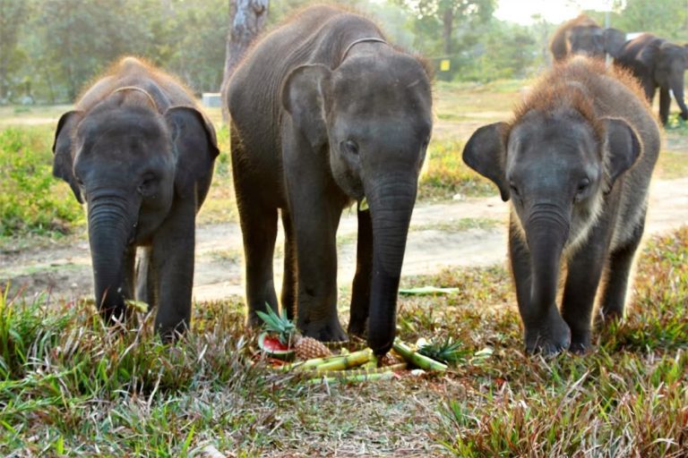 Mengenal Pola Makan Gajah Sumatra Raksasa Herbivora dengan Nafsu Makan Besar