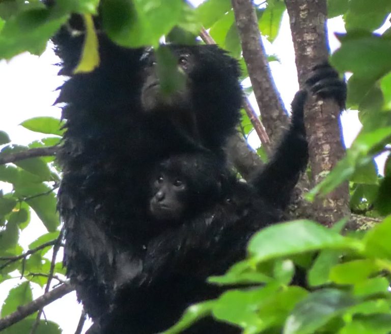 Mengenal Si Hitam Penguasa Pepohonan Siamang di Taman Nasional Way Kambas