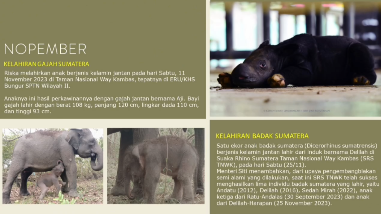 Kaleidoskop 2023 Jejak Konservasi dan Capaian Balai Taman Nasional Way Kambas (3)