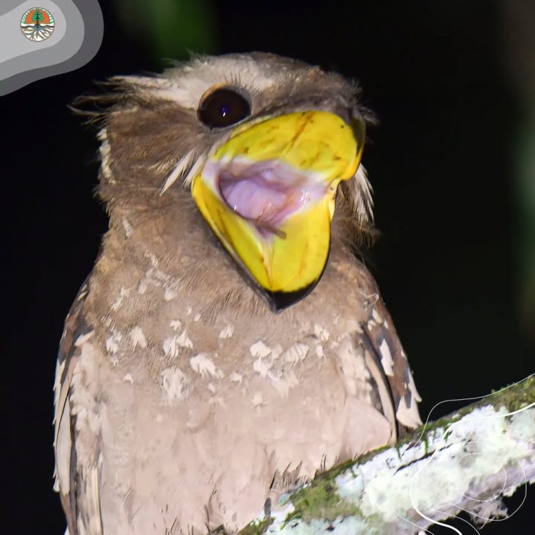 Mengenal Burung Paruh Kodok Besar Si Penyamar Ulung dari Hutan Way Kambas