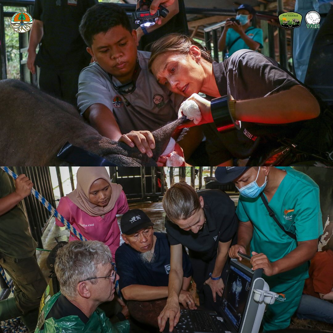 Inovasi Teknologi Reproduksi Berbantu Harapan Baru bagi Kelestarian Badak Sumatera di SRS TNWK (1)