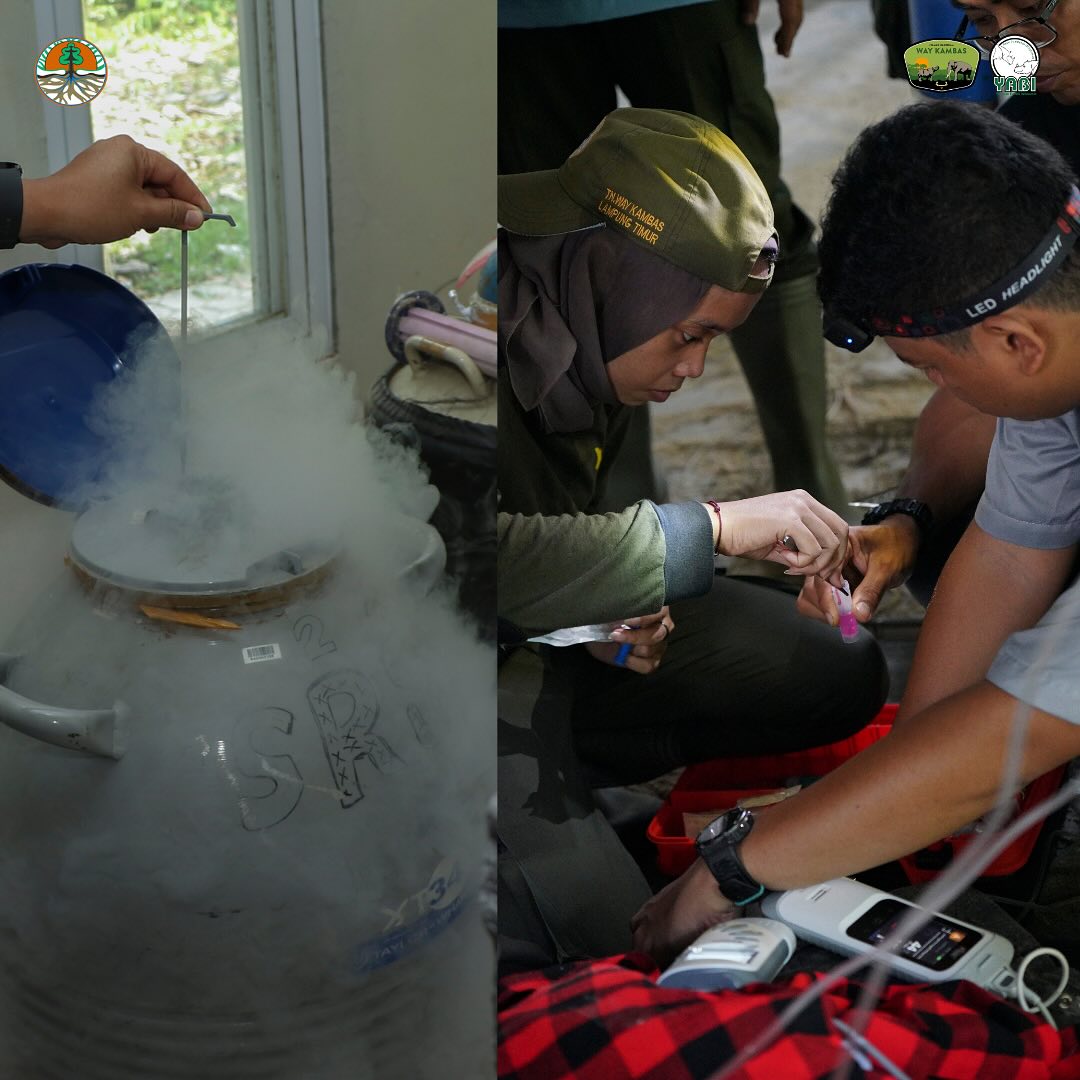 Inovasi Teknologi Reproduksi Berbantu Harapan Baru bagi Kelestarian Badak Sumatera di SRS TNWK (3)