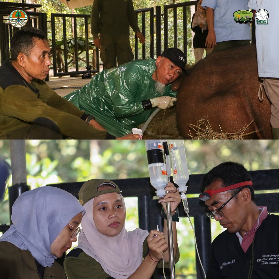 Inovasi Teknologi Reproduksi Berbantu Harapan Baru bagi Kelestarian Badak Sumatera di SRS TNWK (4)