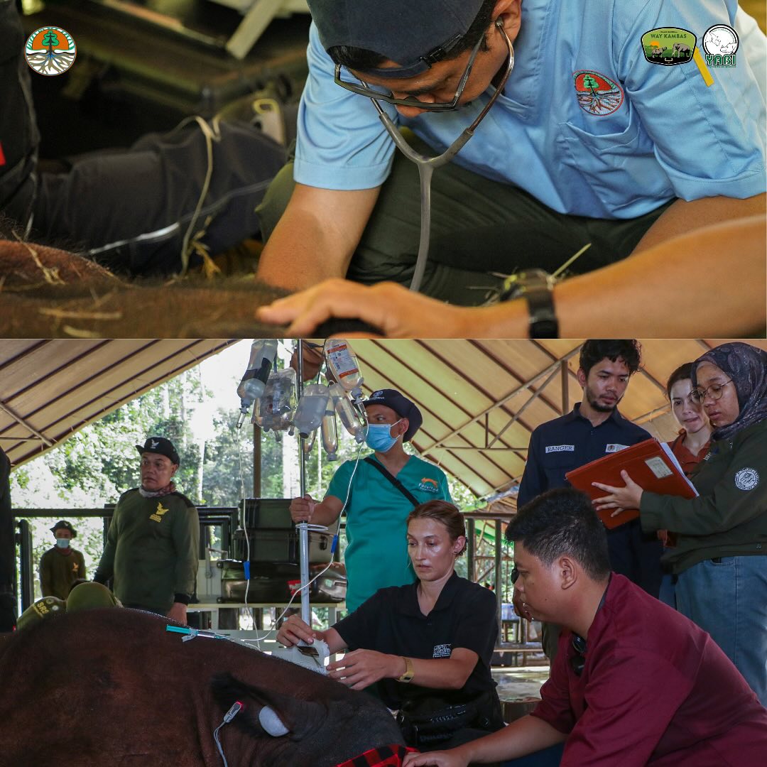 Inovasi Teknologi Reproduksi Berbantu Harapan Baru bagi Kelestarian Badak Sumatera di SRS TNWK (5)