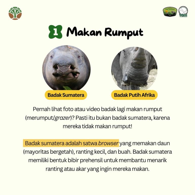 Sederhana, tapi badak sumatera ngga bisa, apakah itu#SobatWayKambas & #SahabatBadak, terdapat ci (1)