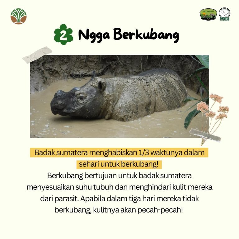 Sederhana, tapi badak sumatera ngga bisa, apakah itu#SobatWayKambas & #SahabatBadak, terdapat ci (2)