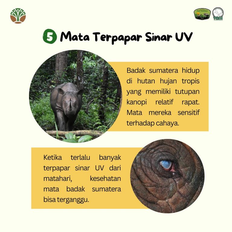 Sederhana, tapi badak sumatera ngga bisa, apakah itu#SobatWayKambas & #SahabatBadak, terdapat ci (5)