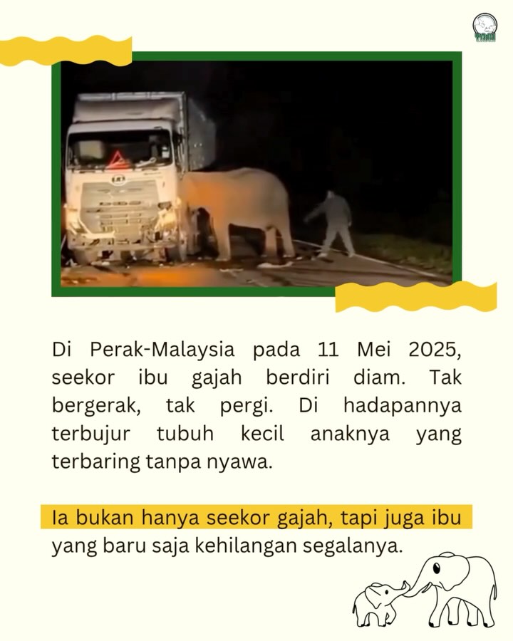 SaveClip.App_498159191_18411610987101684_503633437425034086_n