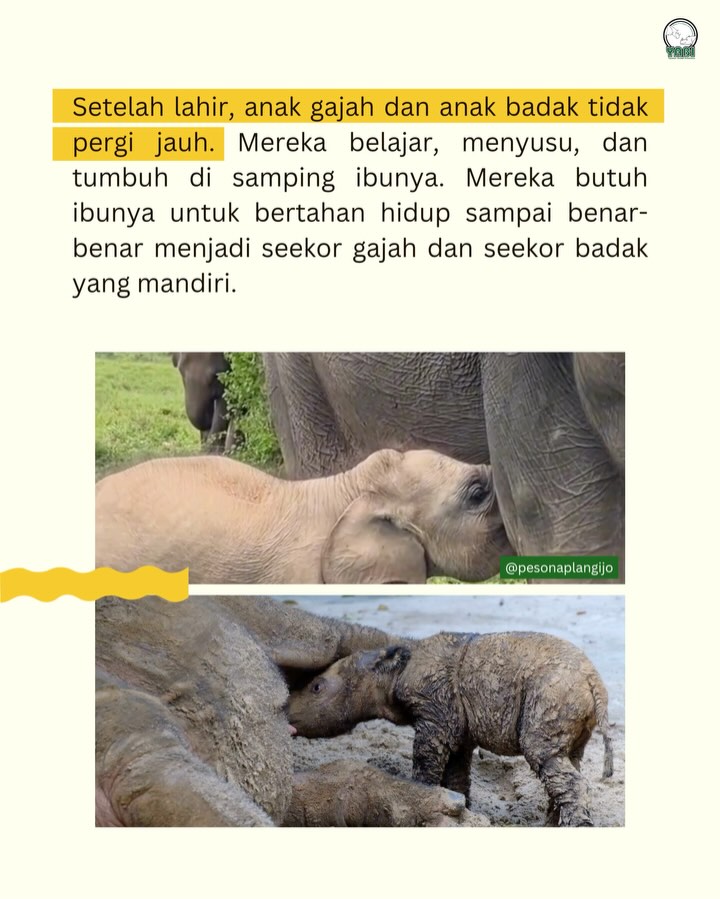 SaveClip.App_498178427_18411611005101684_1728049457232806059_n