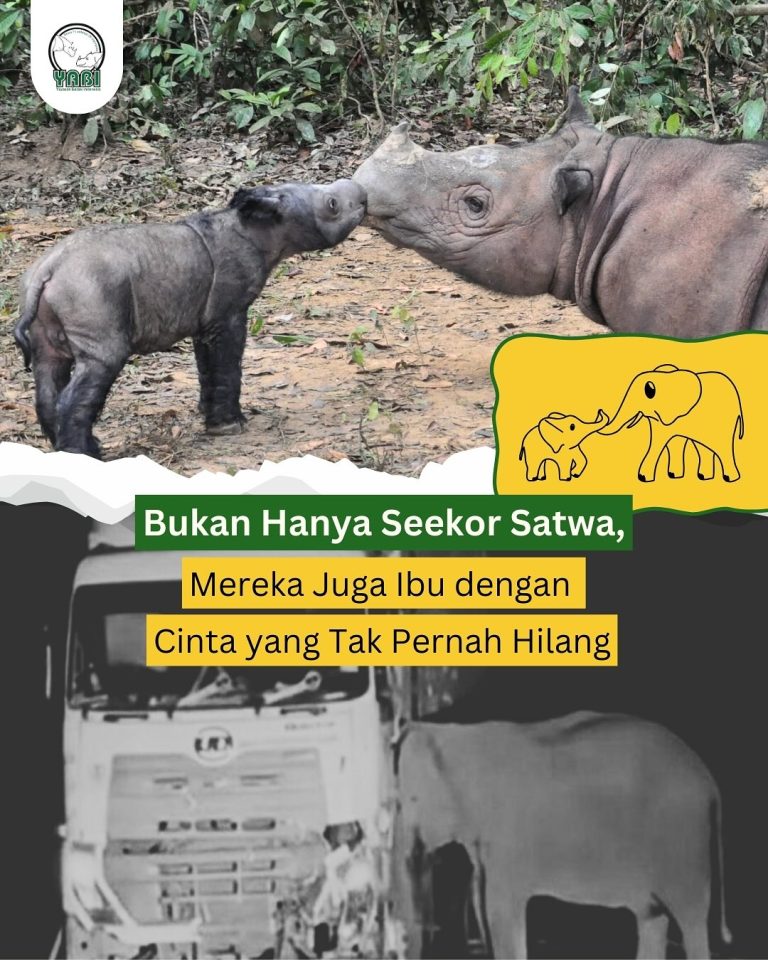 SaveClip.App_498274515_18411610936101684_8944449492602393667_n