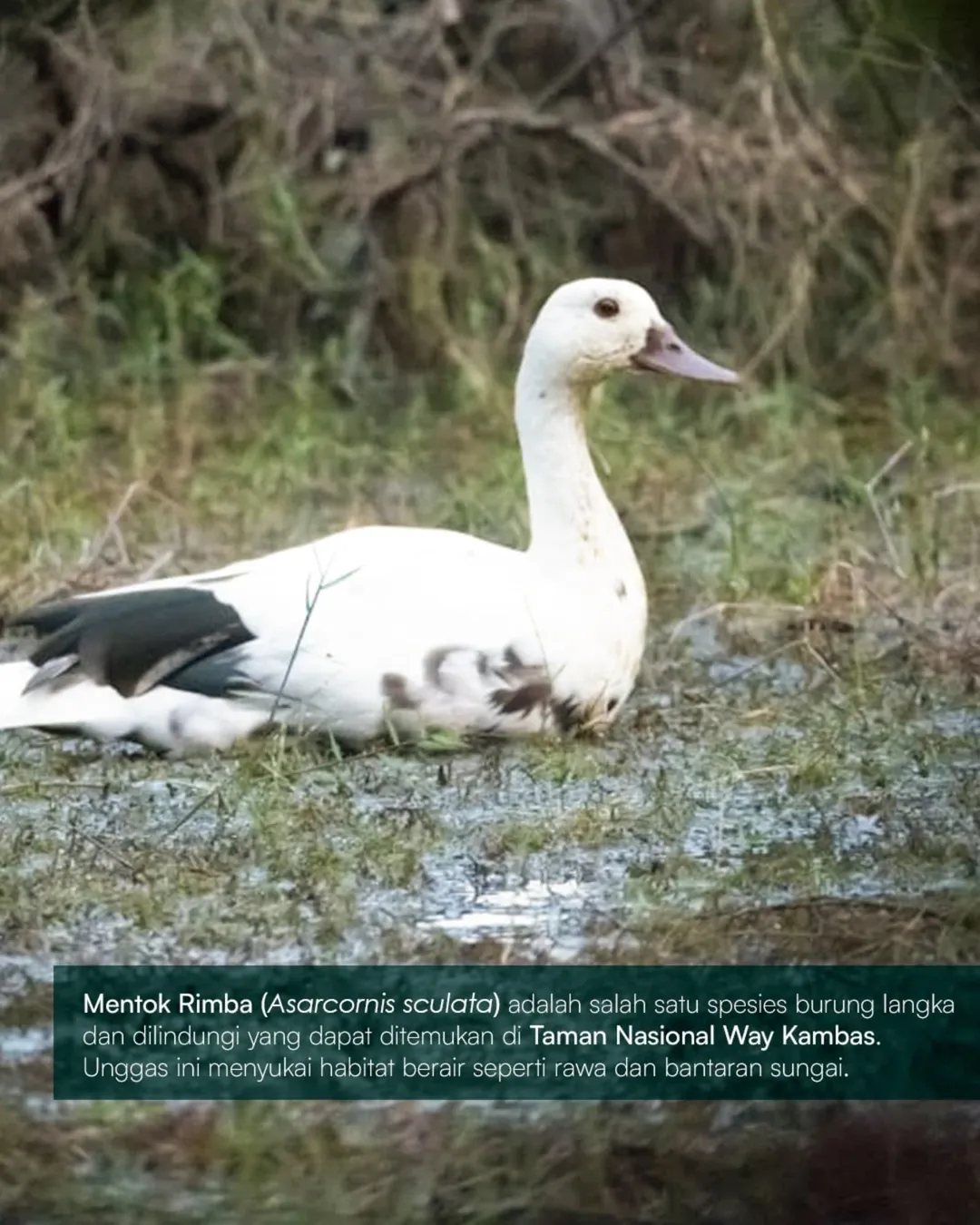 SaveClip.App_499807640_18326533792205108_5735986961044398332_n