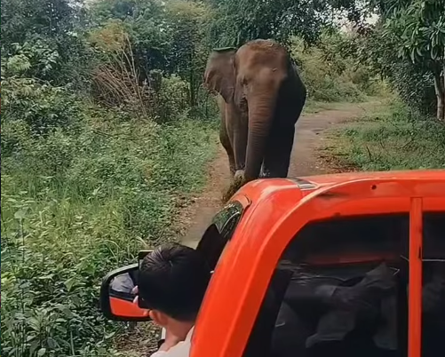 Rekap Keseruan Orientasi Tim Gajah Langkah Awal CPNS di Taman Nasional Way Kambas (1)