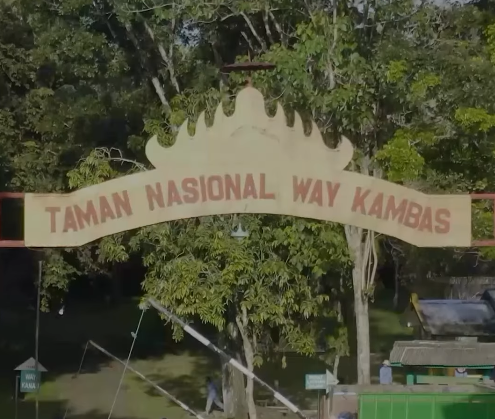 #UangKita untuk Konservasi Investasi Negara dalam Menjaga Gajah Sumatera di Way Kambas (2)