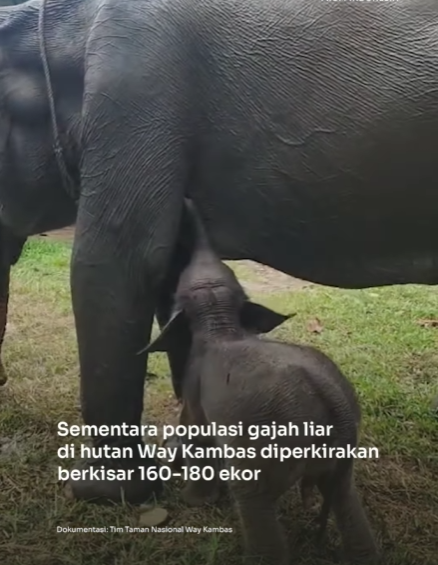 Kelahiran Bayi Gajah (2)