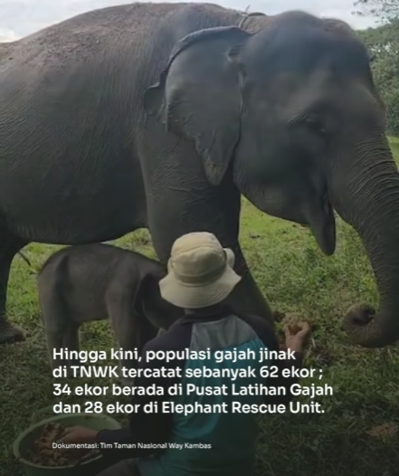 Kelahiran Bayi Gajah