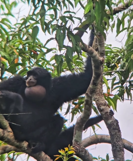 Siamang
