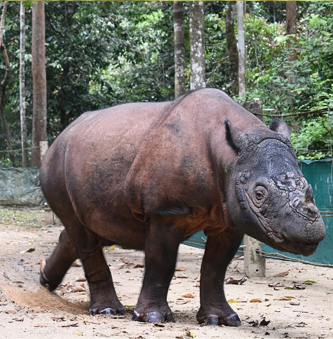 Kilas Balik 24 Tahun Andalas Sang Pionir Konservasi Badak Sumatera Pulang Kampung (2)