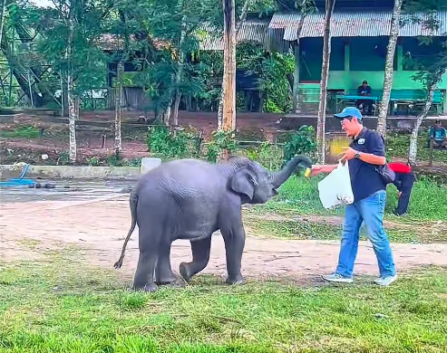 Mengenal Siti Anisa Si Kecil Selebjah Pembawa Harapan Baru dari Way Kambas (1)