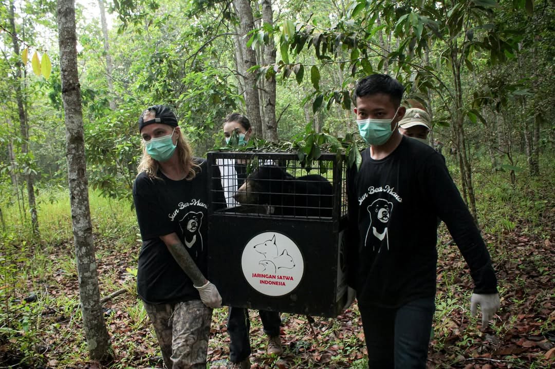 Menuju Kebebasan Perjalanan Pelepasliaran Mano si Beruang Madu ke Habitat Aslinya (2)