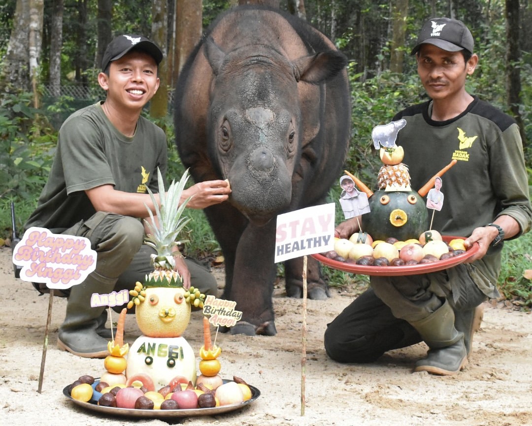 Selamat Ulang Tahun ke-2, Anggi! Babak Baru Kehidupan Badak Sumatera di Way Kambas (1)