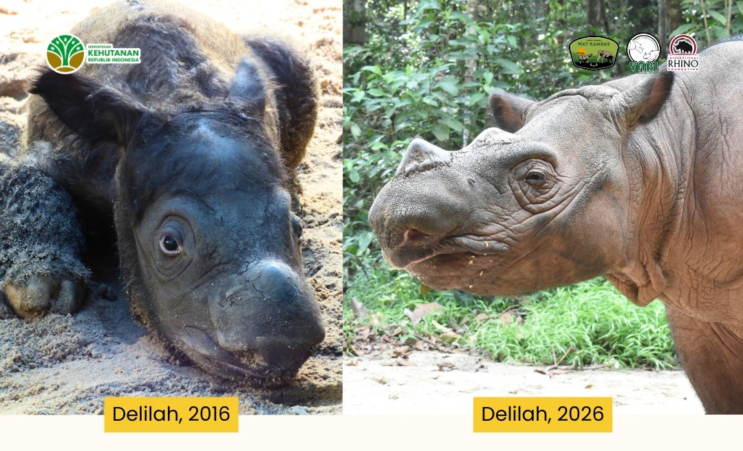 Keajaiban di Way Kambas Delilah dan Simbol Harapan Baru Badak Sumatera (1)