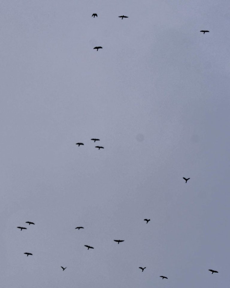 SaveClip.App_310594014_622620809326100_848536385236871520_n