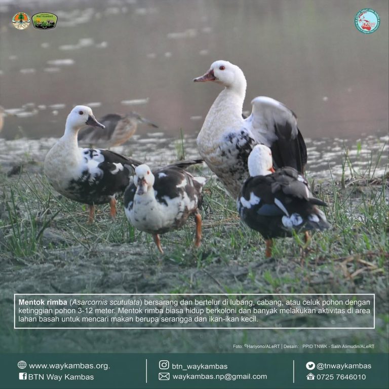 SaveClip.App_319558366_1468211866999027_5509742987880448106_n