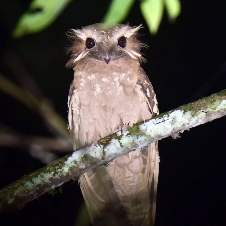 SaveClip.App_441746761_1242692206710599_5325102102050478899_n