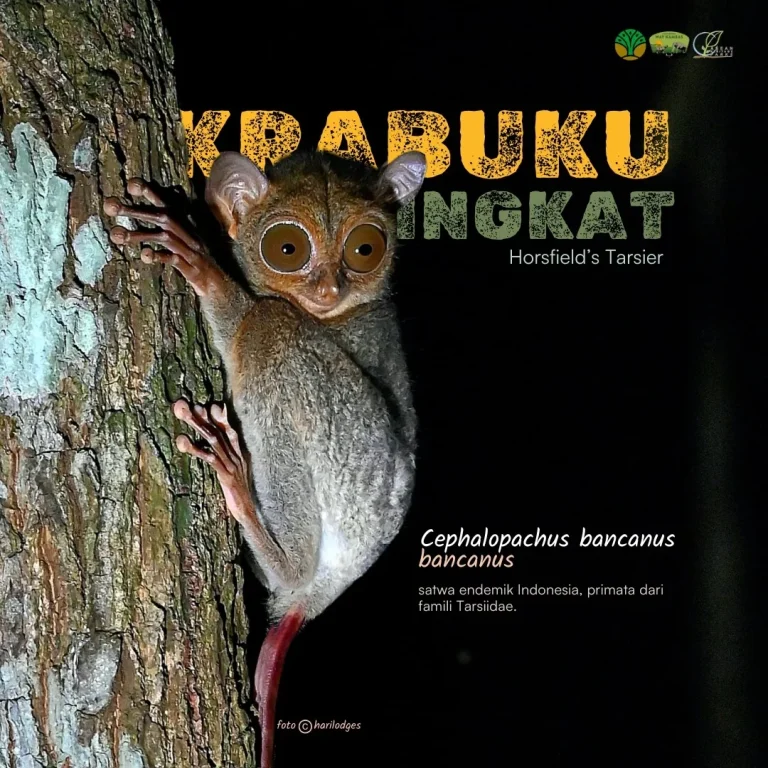 SaveClip.App_497781272_18384375313186934_5138511290453221614_n