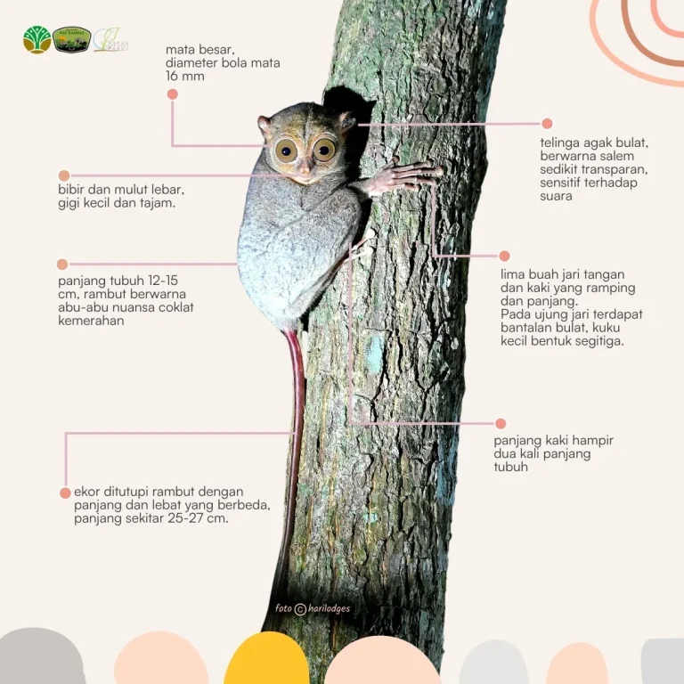 SaveClip.App_498190656_18384375322186934_8131281040194852234_n