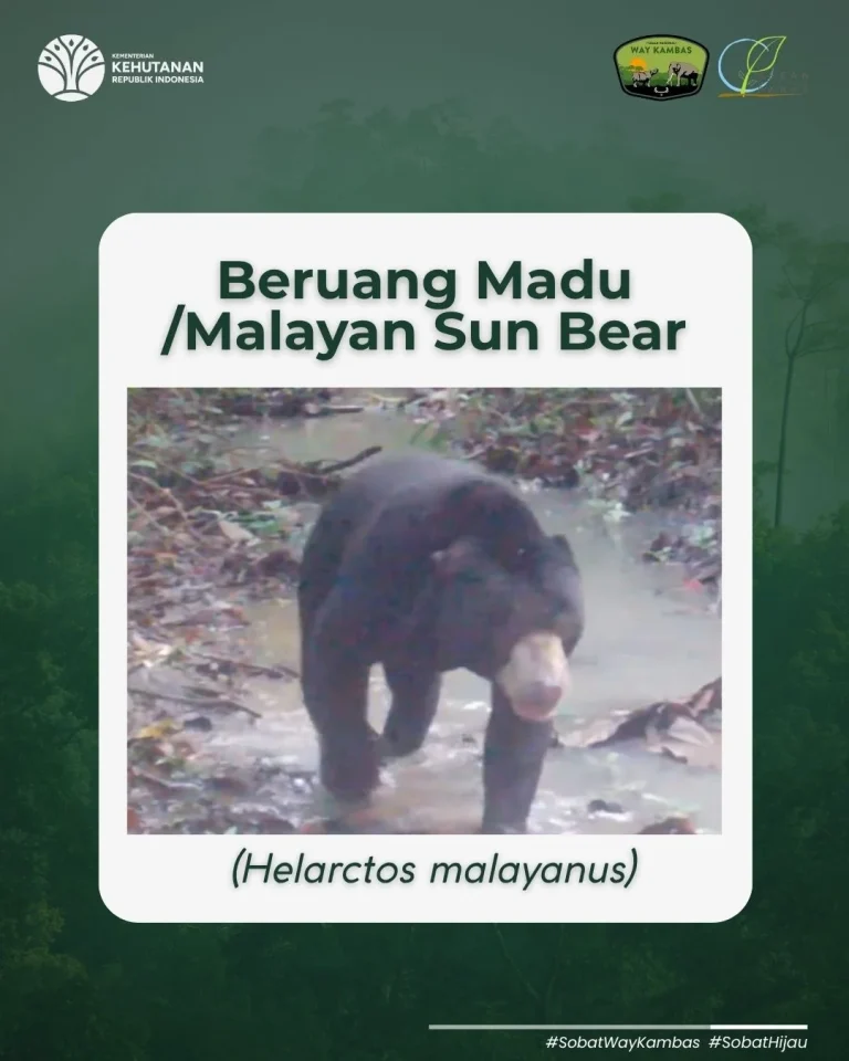 SaveClip.App_516784092_18391515058186934_4948591418075564974_n