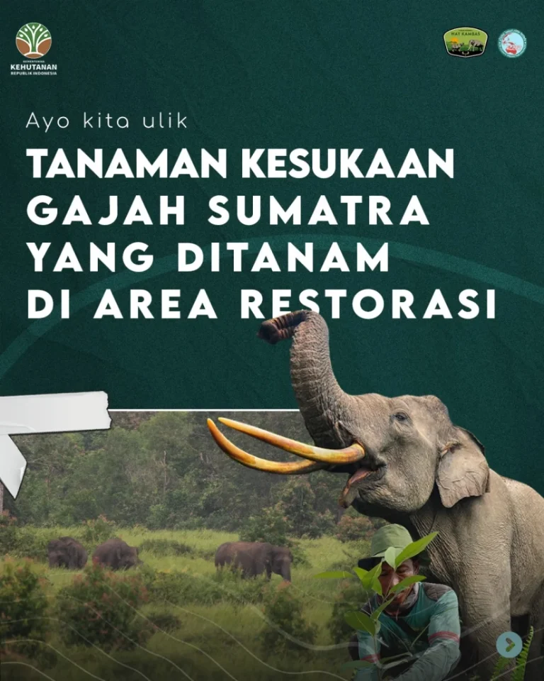 SaveClip.App_531982733_18395746633186934_1408609465723021469_n