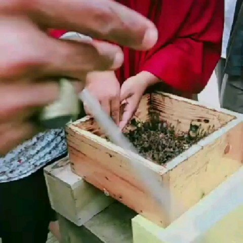 SaveClip.App_622460105_1205231038397620_3289509237201828982_n