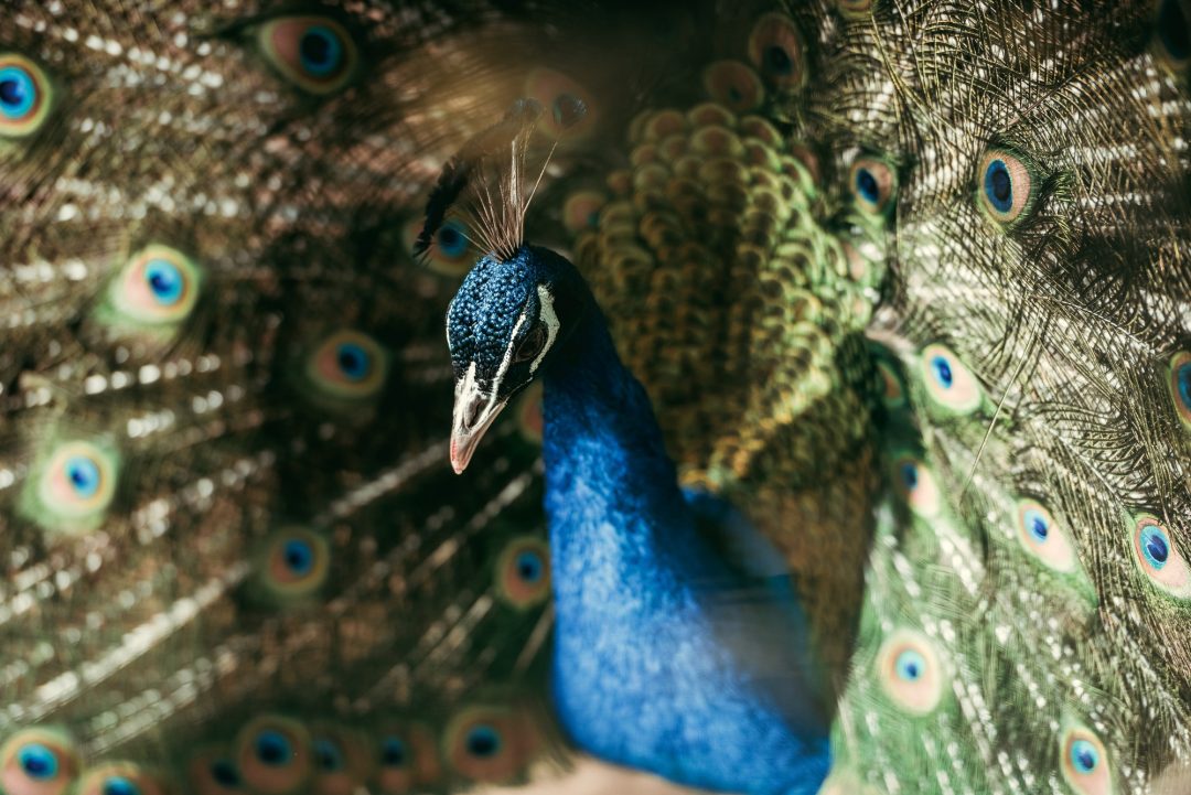 close-up-view-of-beautiful-peacock-with-colorful-feathers-at-zoo.jpg