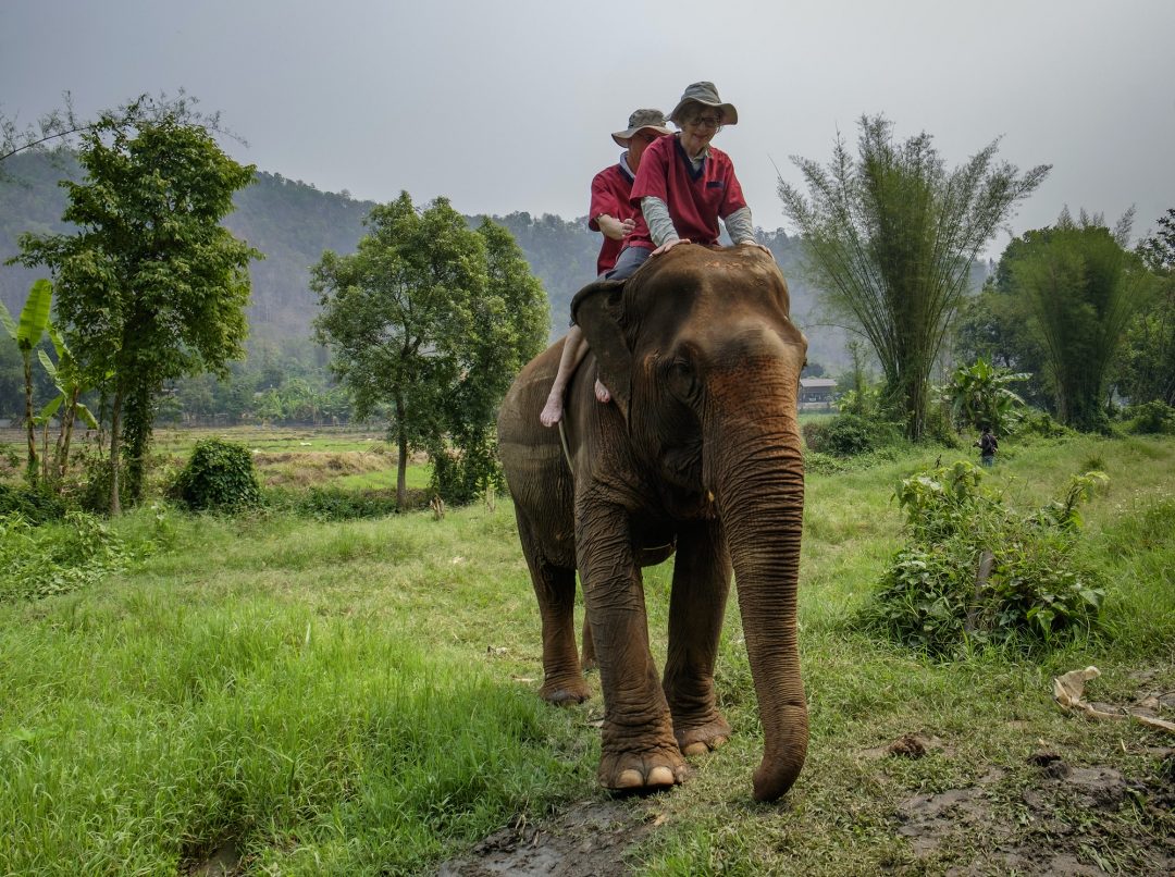 thailand-chiang-mai-province-ran-tong-elephant-sanctuary-elephant-trekking.jpg