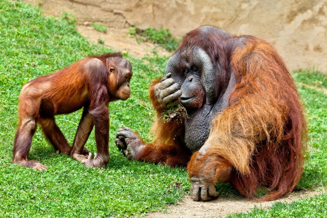 orangutan-of-borneo-pongo-pygmaeus.jpg