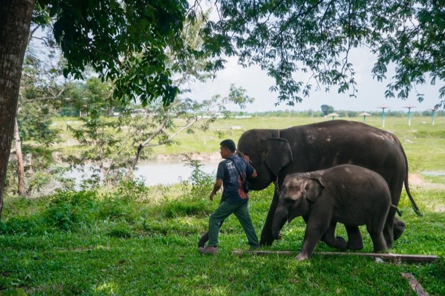 Kunjungan Gubernur Lampung ke Way Kambas Komitmen Nyata Menangani Konflik Gajah-Manusia (3)