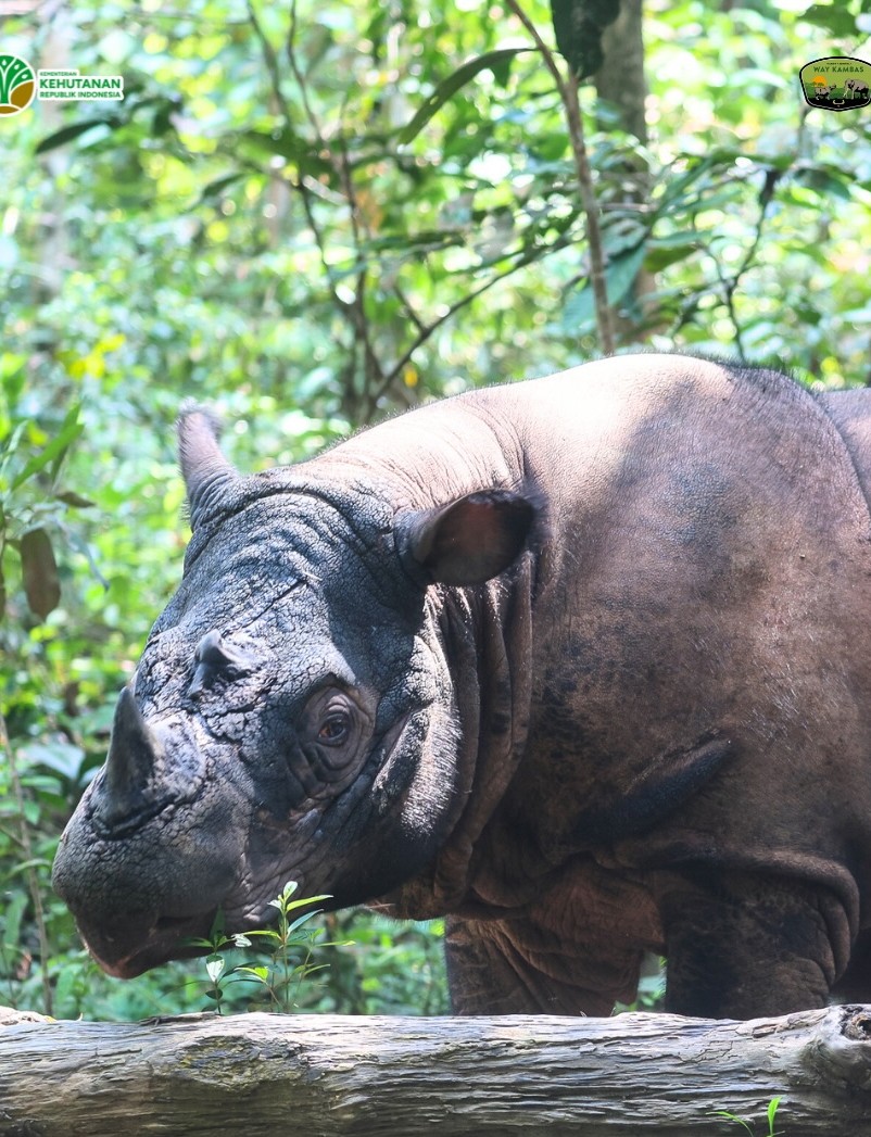 Mengenal Harapan Badak Sumatera Terakhir yang Pulang dari Benua Amerika (2)