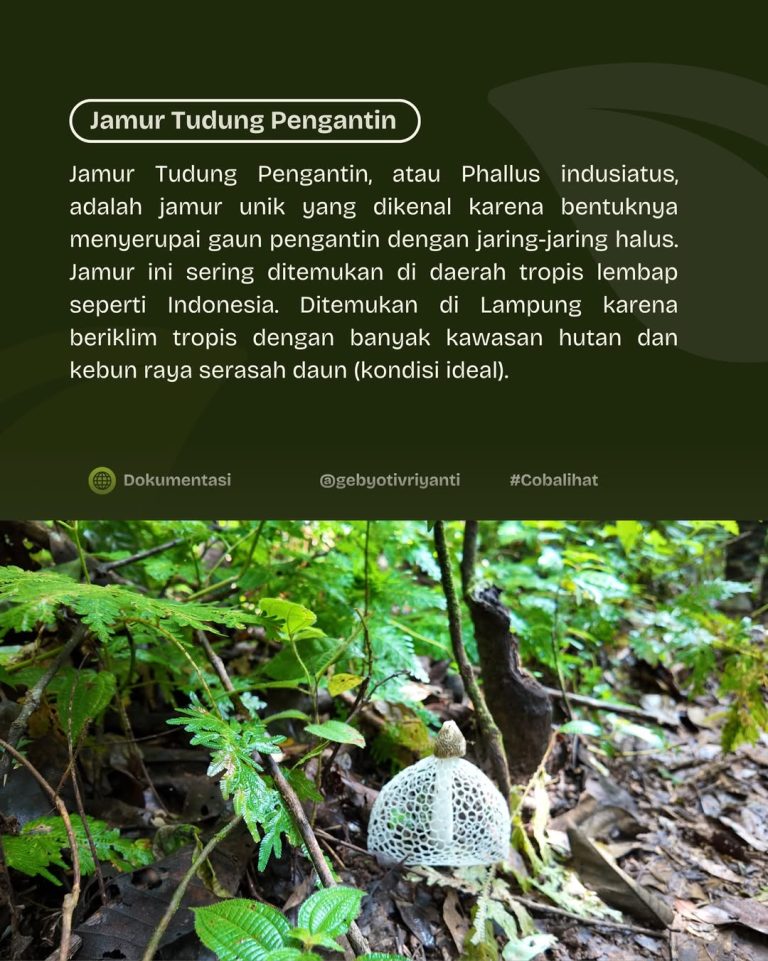 SaveClip.App_630185241_18559770205007905_5113571852664471910_n