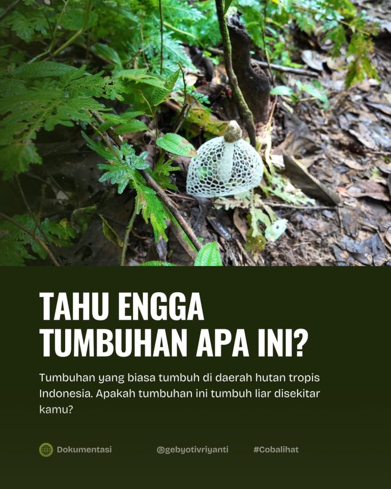 SaveClip.App_631001921_18559770160007905_5536889581607705300_n